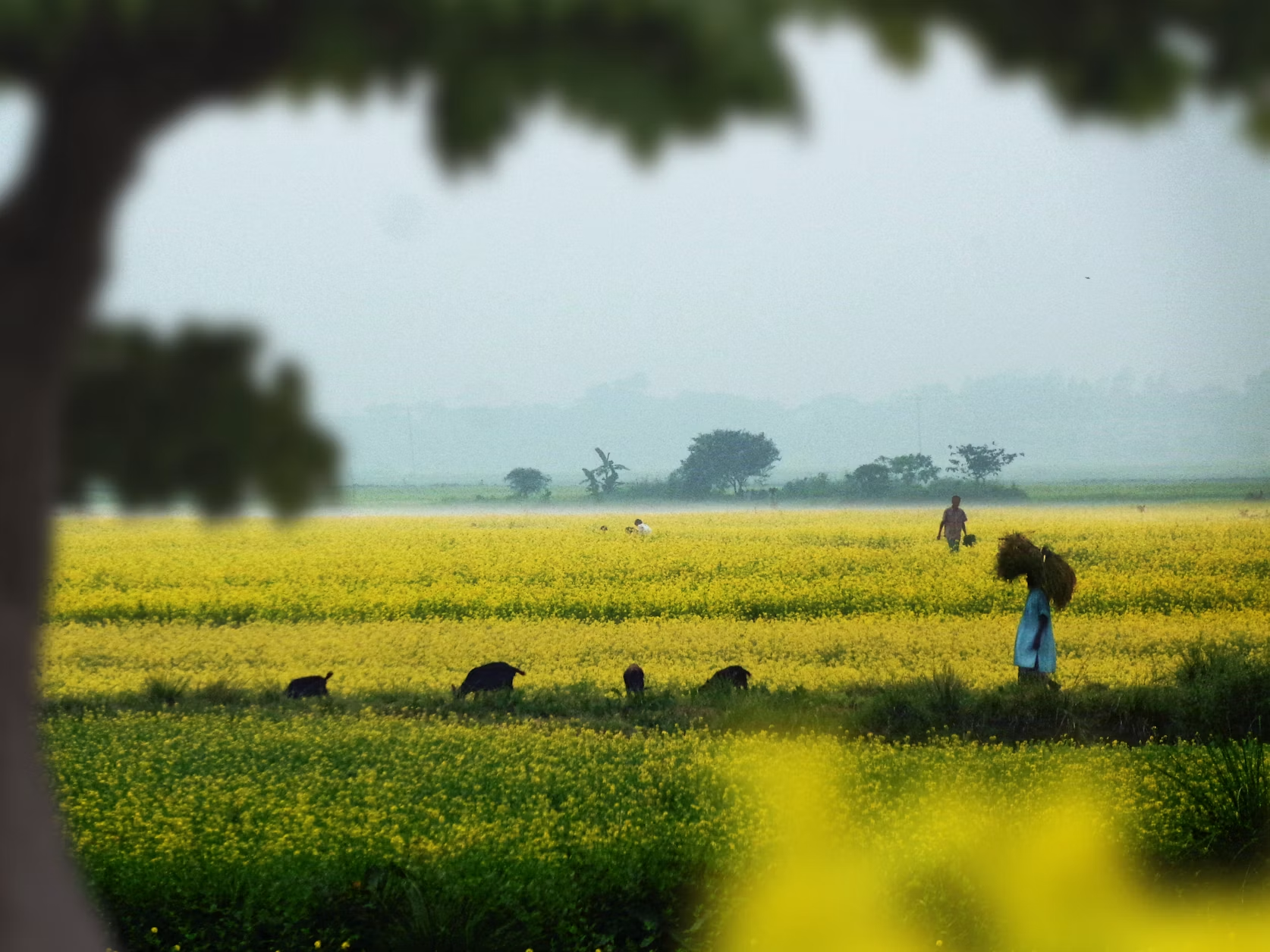 People and goats beside a yellow flowering field in Bangladesh